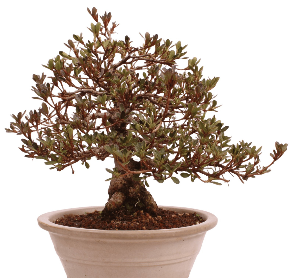 Bonsai Japanische Satsuki Azalee 'Misaki' Rhododendron indicum 229/141