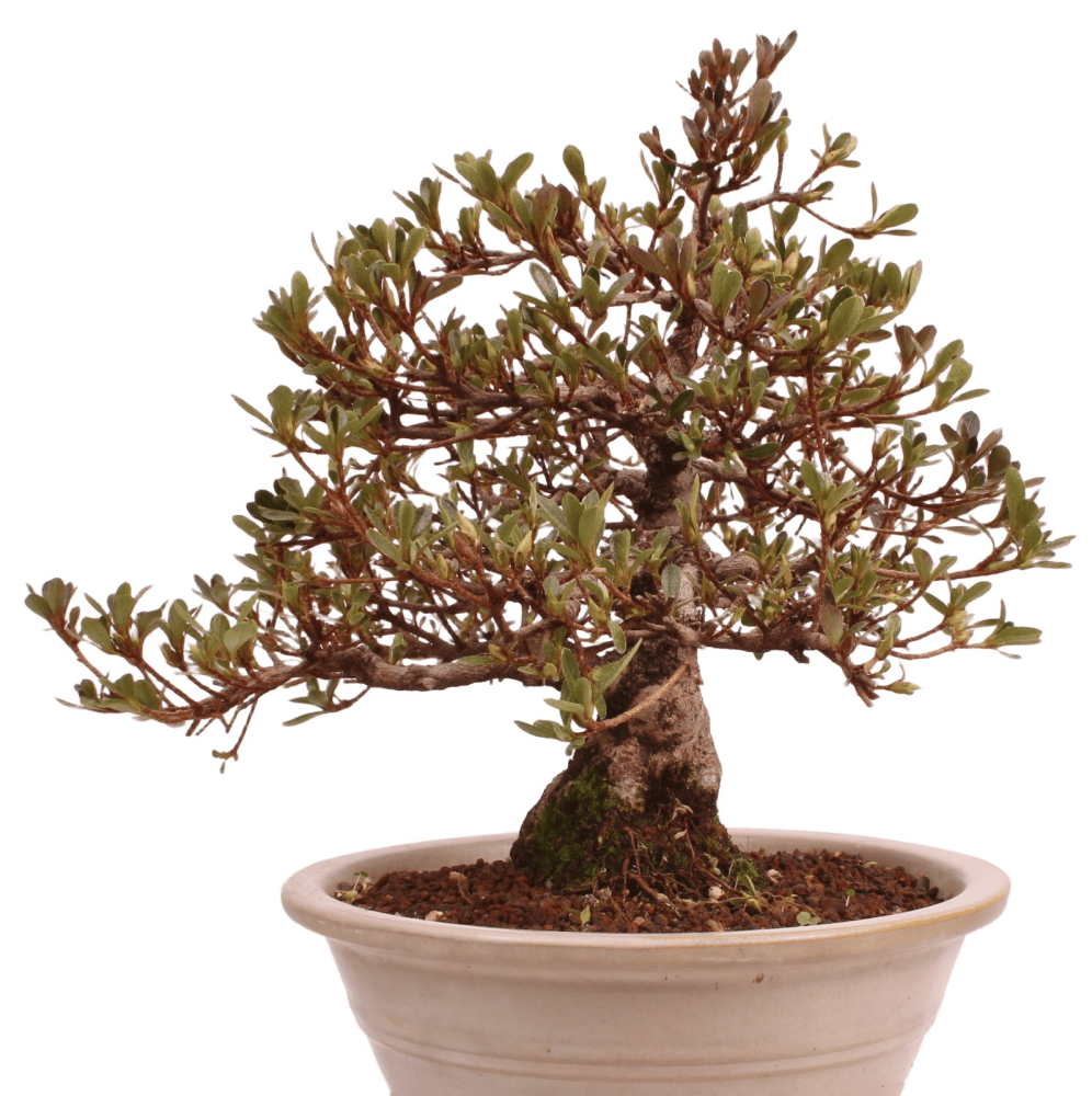 Bonsai Japanische Satsuki Azalee 'Misaki' Rhododendron indicum 229/141