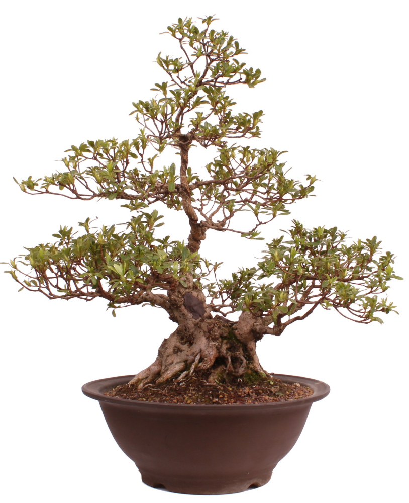 Bonsai Japanische Satsuki Azalee 'Yama-no-Hikari' Rhododendron indicum 229/142