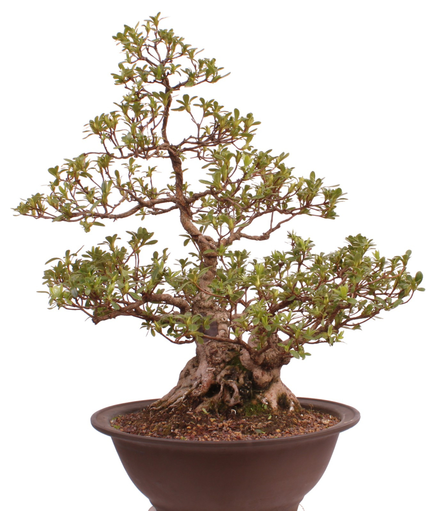 Bonsai Japanische Satsuki Azalee 'Yama-no-Hikari' Rhododendron indicum 229/142