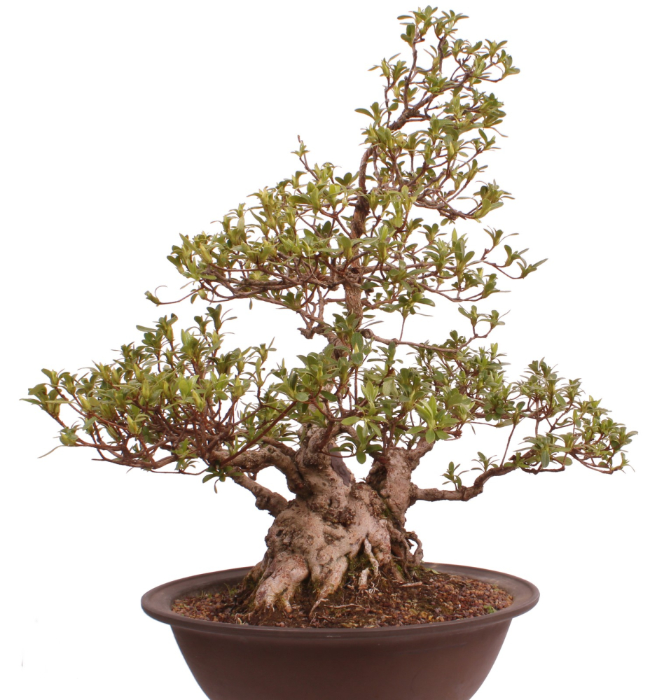 Bonsai Japanische Satsuki Azalee 'Yama-no-Hikari' Rhododendron indicum 229/142