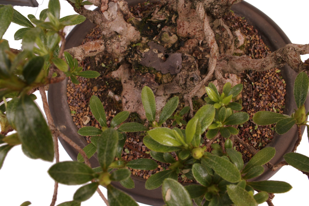 Bonsai Japanische Satsuki Azalee 'Yama-no-Hikari' Rhododendron indicum 229/142