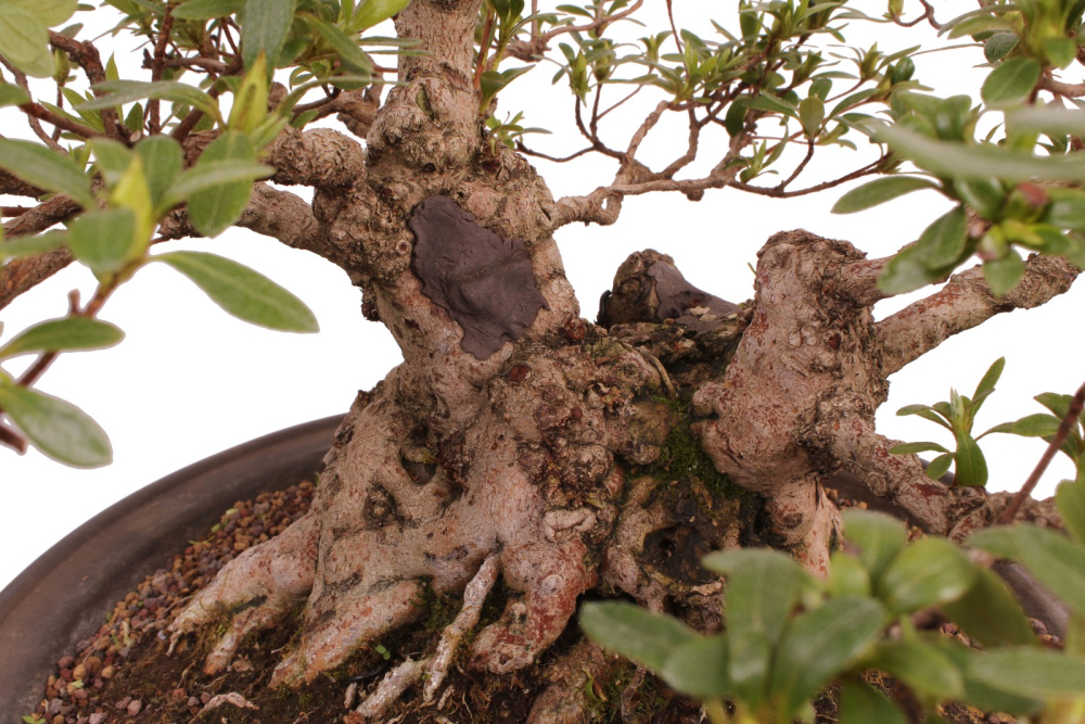 Bonsai Japanische Satsuki Azalee 'Yama-no-Hikari' Rhododendron indicum 229/142