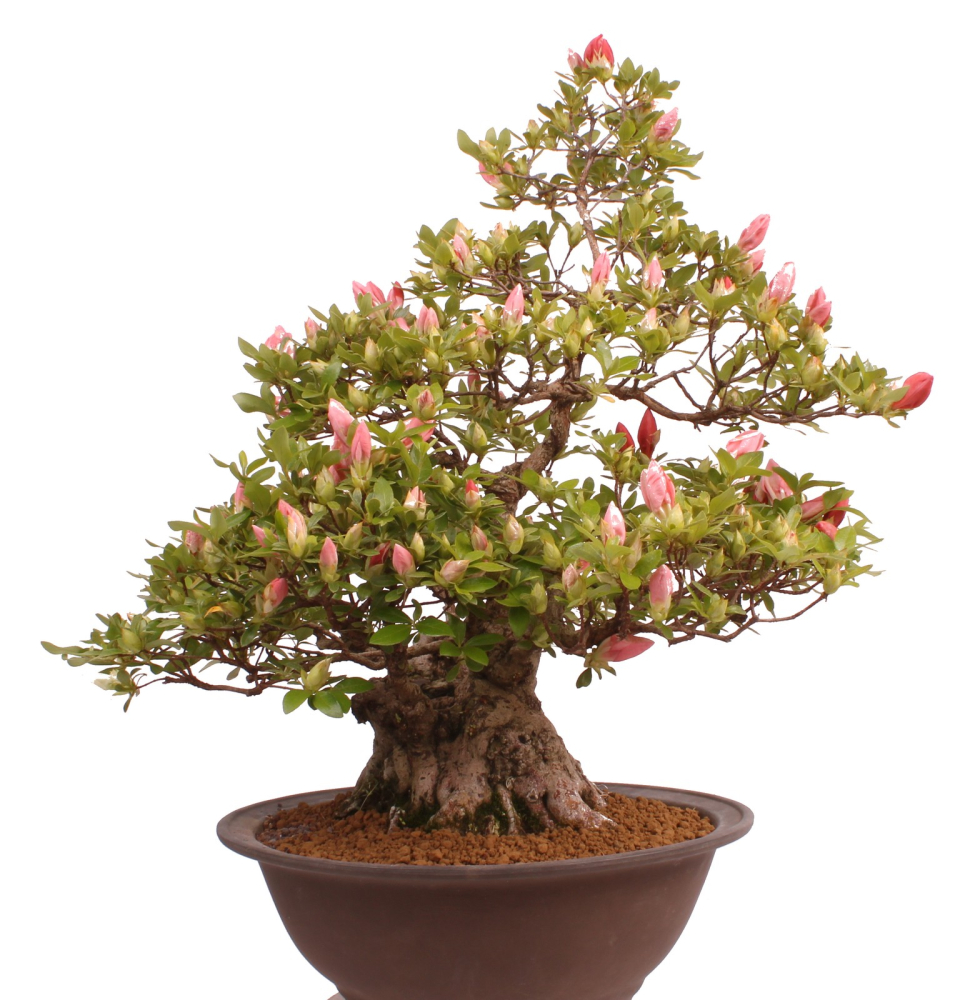 Bonsai Japanische Satsuki Azalee 'Yama-no-Hikari' Rhododendron indicum 229/142