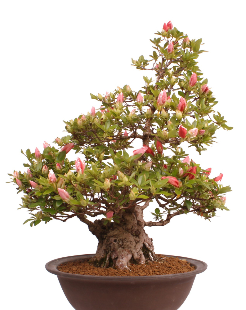 Bonsai Japanische Satsuki Azalee 'Yama-no-Hikari' Rhododendron indicum 229/142