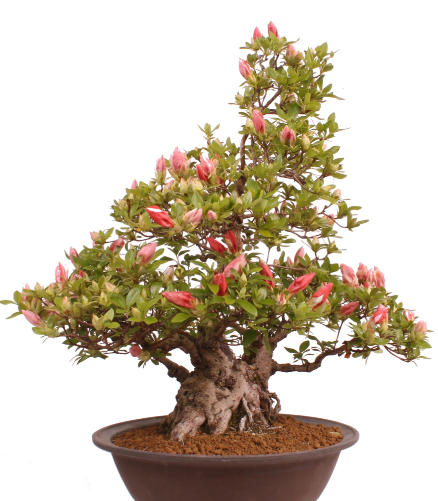 Bonsai Japanische Satsuki Azalee 'Yama-no-Hikari' Rhododendron indicum 229/142