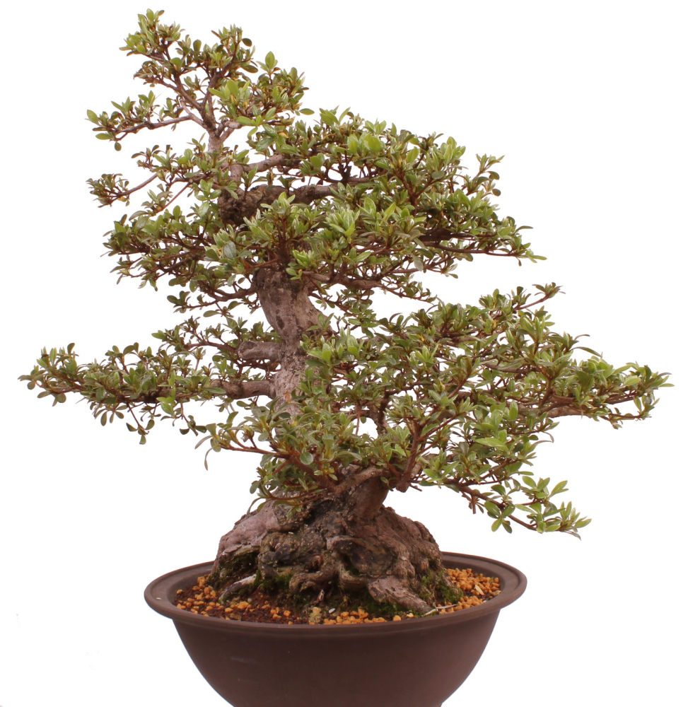 Bonsai Japanische Satsuki Azalee 'Kaen' Rhododendron indicum 229/145