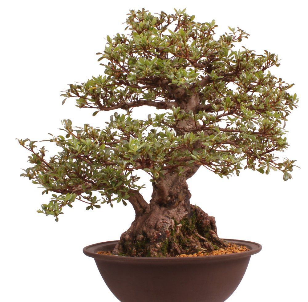 Bonsai Japanische Satsuki Azalee 'Kaen' Rhododendron indicum 229/145