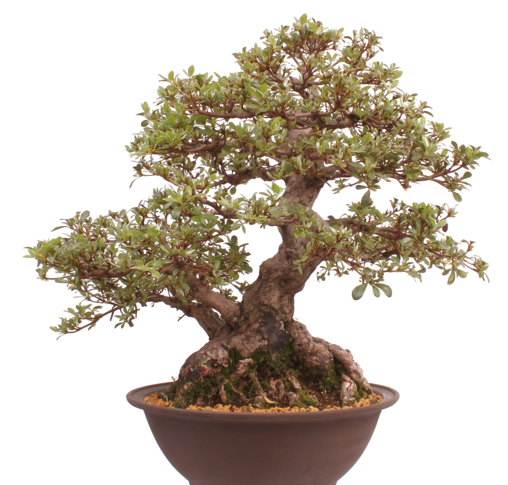 Bonsai Japanische Satsuki Azalee 'Kaen' Rhododendron indicum 229/145
