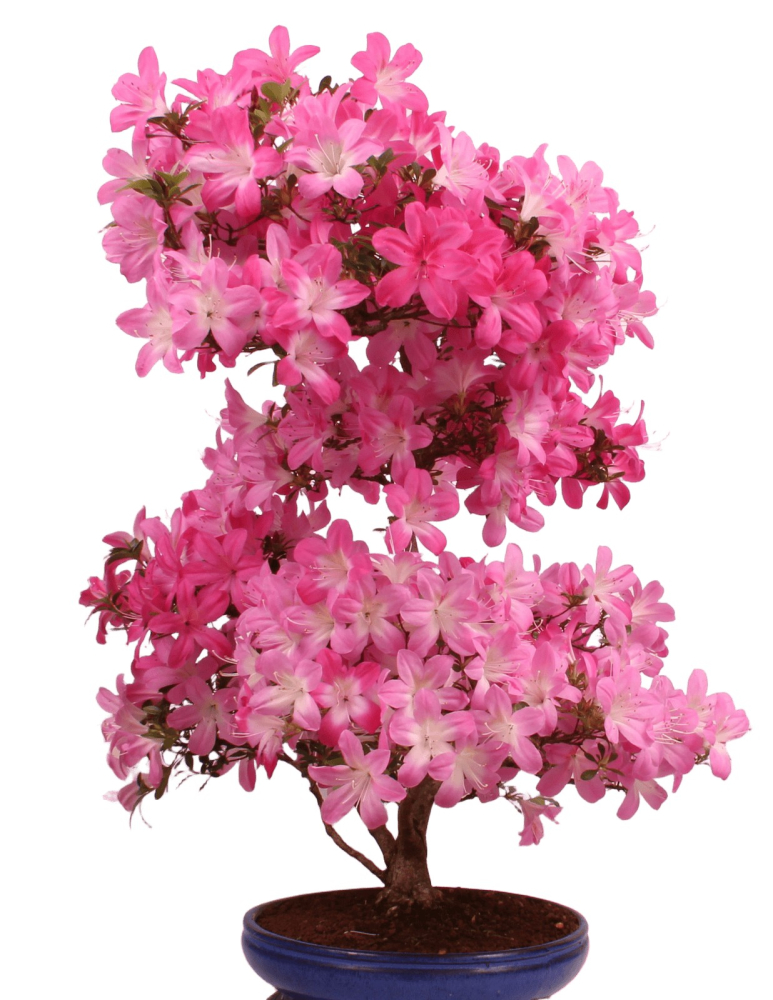 Bonsai Japanische Satsuki Azalee 'Asuka-no-Homare' Rhododendron indicum 229/147