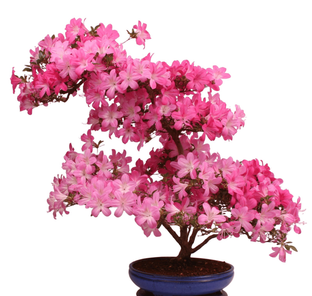 Bonsai Japanische Satsuki Azalee 'Asuka-no-Homare' Rhododendron indicum 229/147