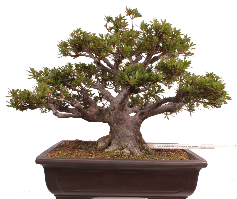 Bonsai - Japanische Satsuki Azalee - 'Chinzan' - Rhododendron indicum 229/149