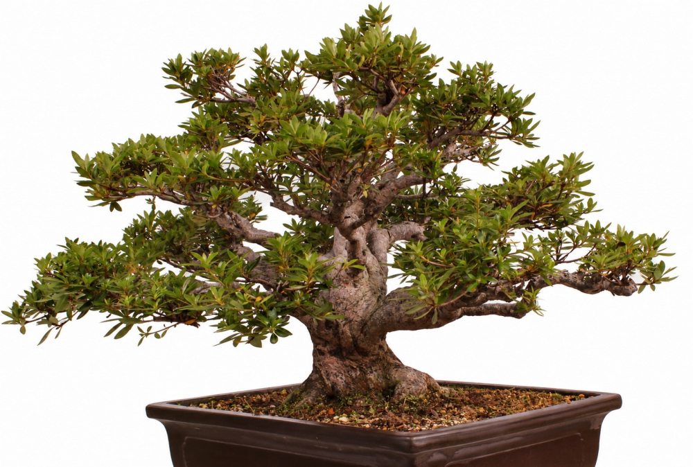 Bonsai - Japanische Satsuki Azalee - 'Chinzan' - Rhododendron indicum 229/149
