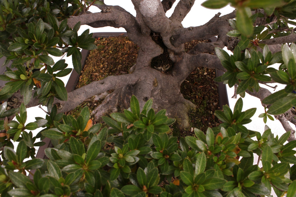 Bonsai - Japanische Satsuki Azalee - 'Chinzan' - Rhododendron indicum 229/149