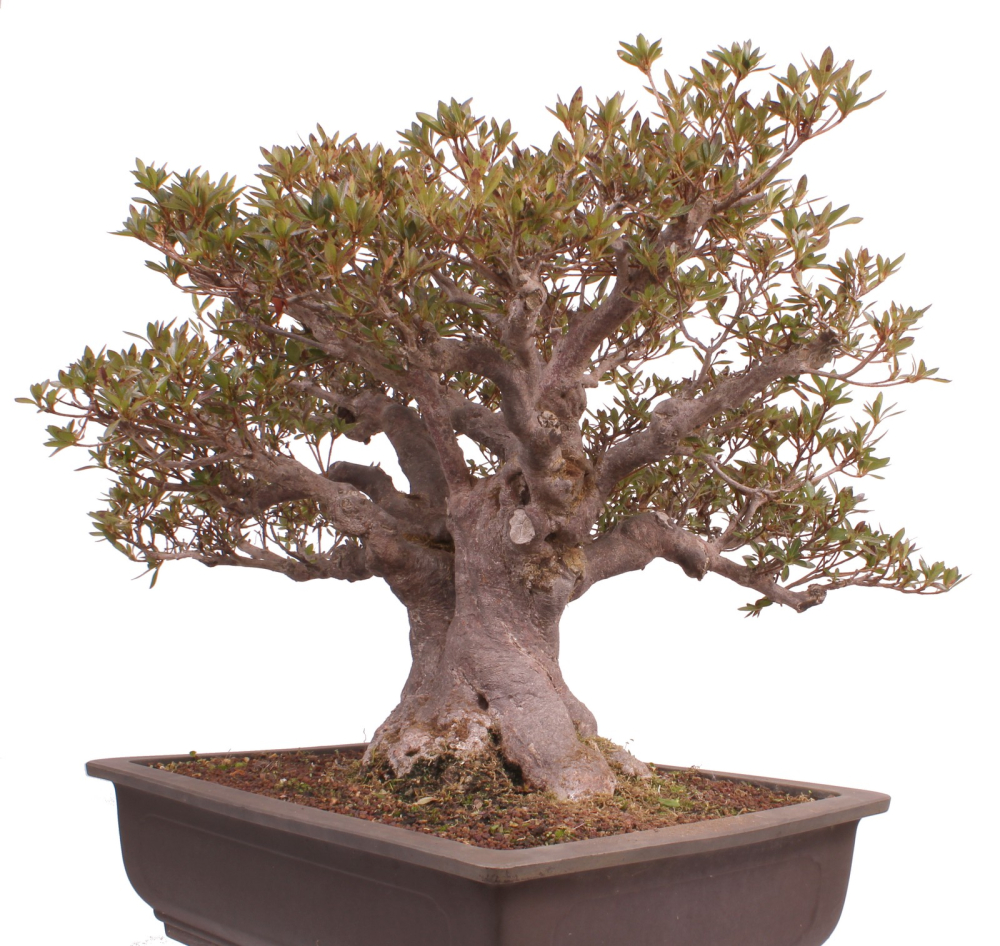 Bonsai Japanische Satsuki Azalee  Rhododendron indicum 229/150