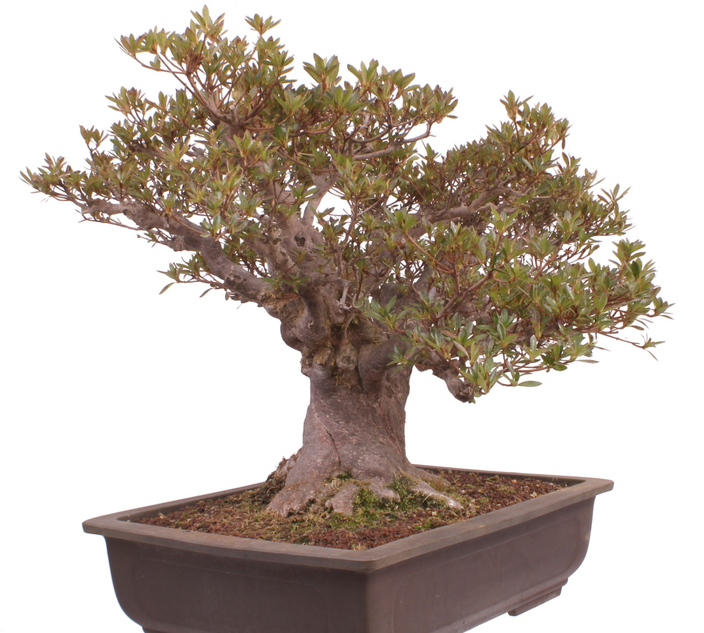 Bonsai Japanische Satsuki Azalee  Rhododendron indicum 229/150