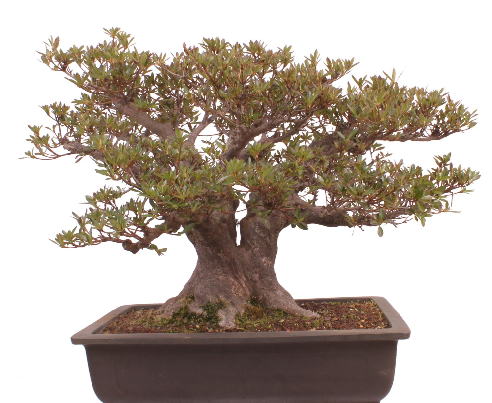 Bonsai Japanische Satsuki Azalee  Rhododendron indicum 229/150