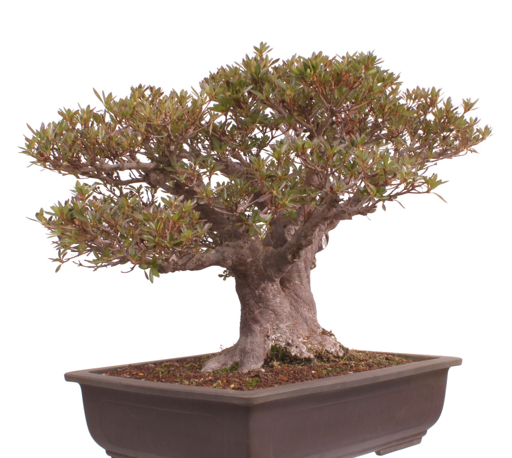 Bonsai Japanische Satsuki Azalee  Rhododendron indicum 229/150