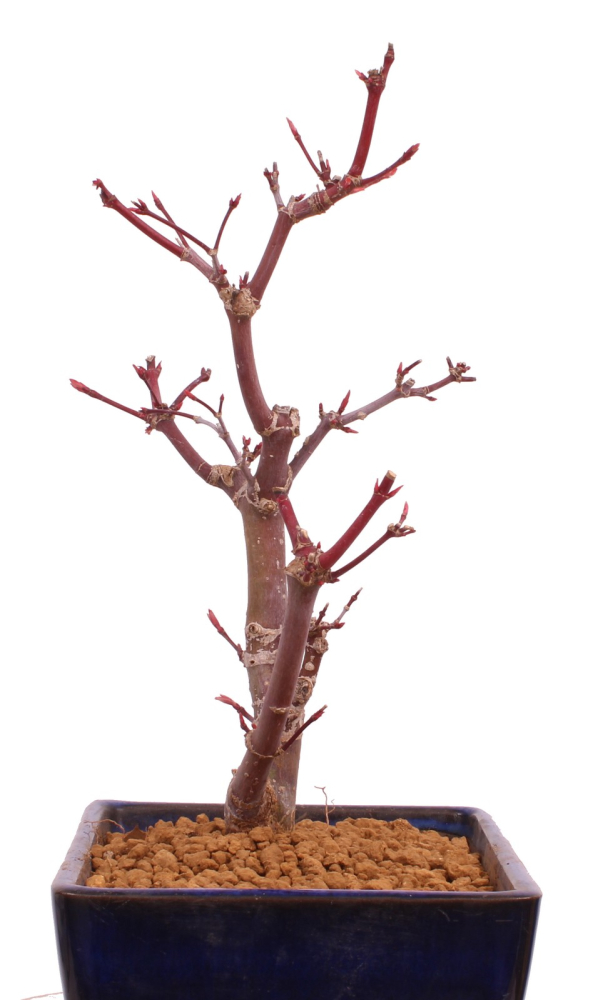 Bonsai - Acer palmatum 'Deshojo', roter Fächerahorn aus Japan 229/15