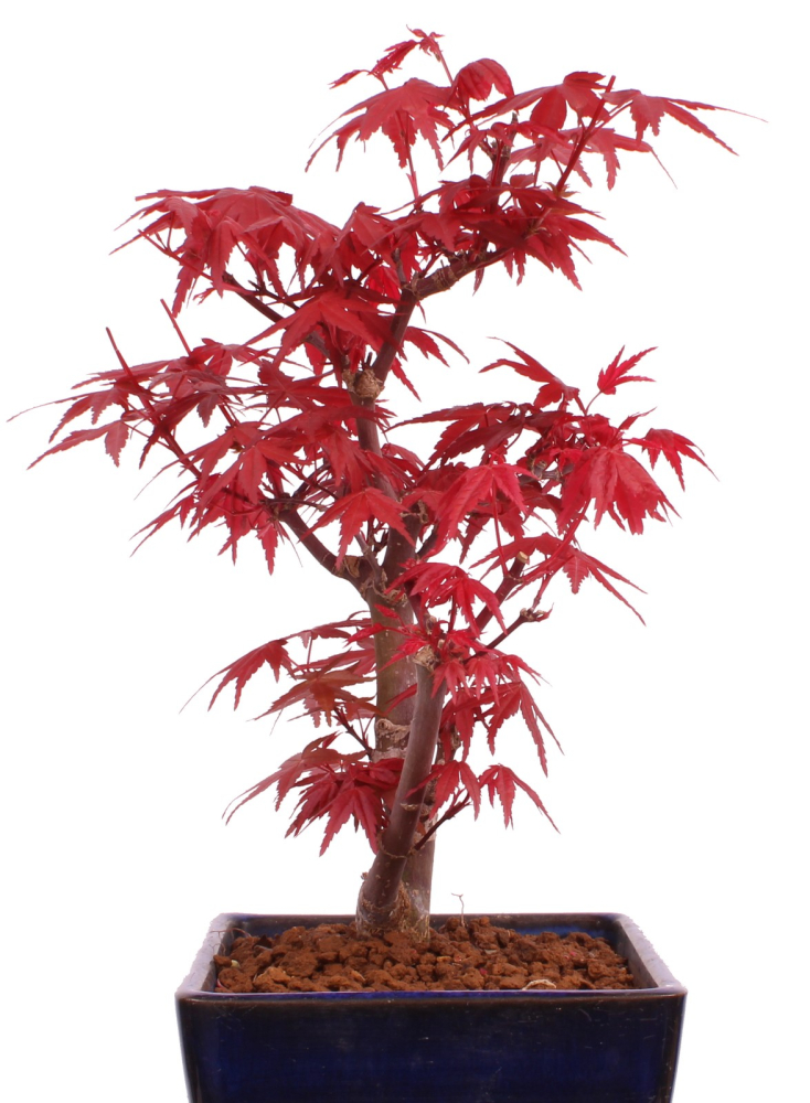 Bonsai - Acer palmatum 'Deshojo', roter Fächerahorn aus Japan 229/15