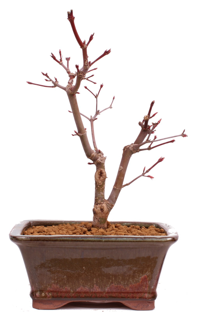 Bonsai - Acer palmatum 'Deshojo', roter Fächerahorn aus Japan 229/17