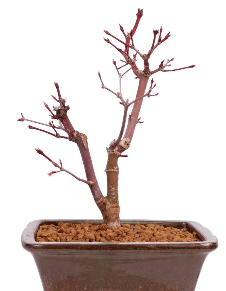 Bonsai - Acer palmatum 'Deshojo', roter Fächerahorn aus Japan 229/17