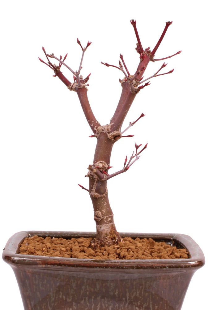 Bonsai - Acer palmatum 'Deshojo', roter Fächerahorn aus Japan 229/18