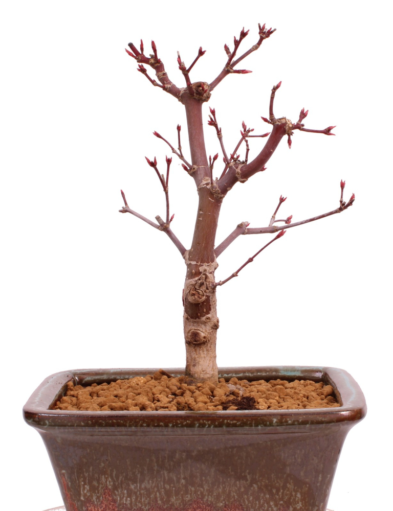 Bonsai - Acer palmatum 'Deshojo', roter Fächerahorn aus Japan 229/19