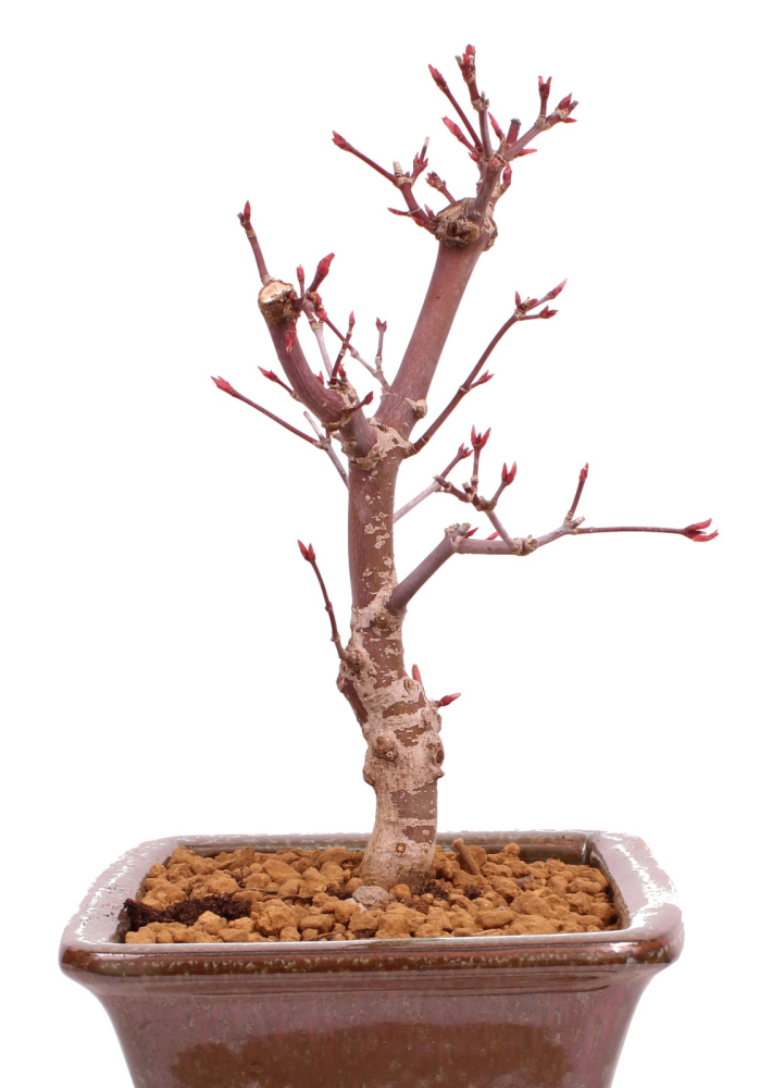 Bonsai - Acer palmatum 'Deshojo', roter Fächerahorn aus Japan 229/19