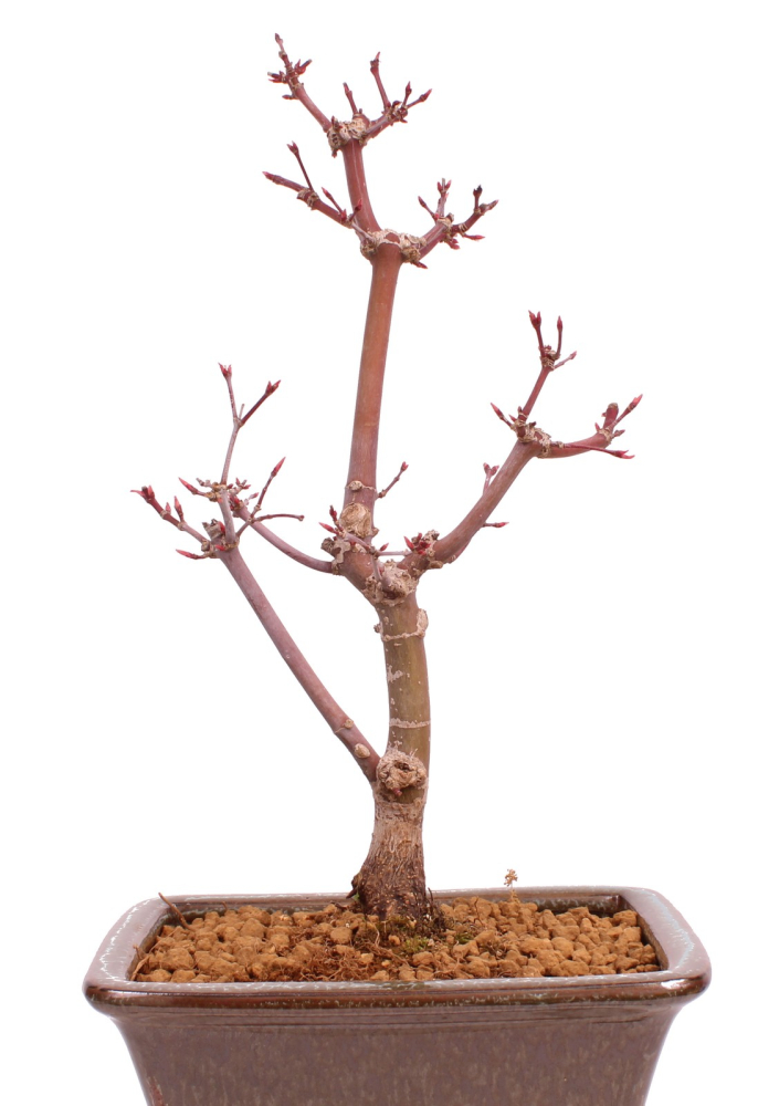 Bonsai - Acer palmatum 'Deshojo', roter Fächerahorn aus Japan 229/20