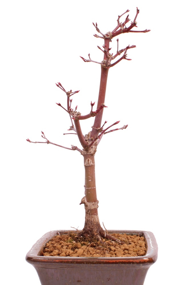 Bonsai - Acer palmatum 'Deshojo', roter Fächerahorn aus Japan 229/20