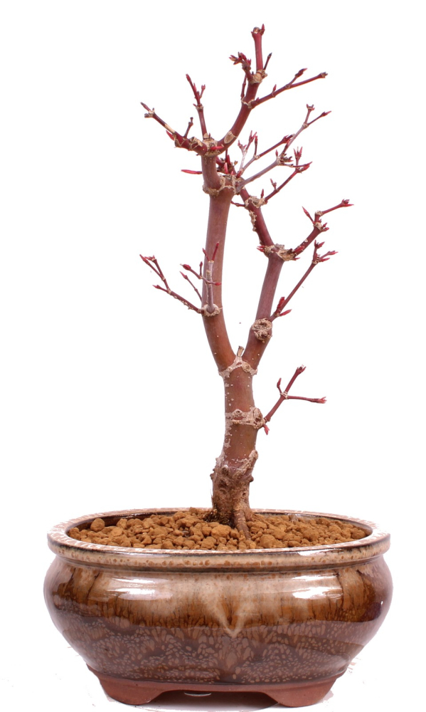 Bonsai - Acer palmatum 'Deshojo', roter Fächerahorn aus Japan 229/21
