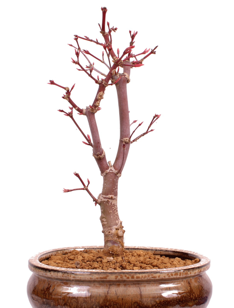Bonsai - Acer palmatum 'Deshojo', roter Fächerahorn aus Japan 229/21