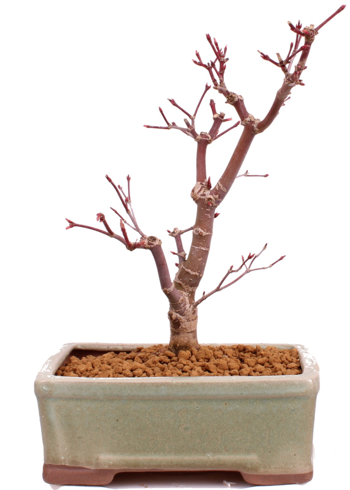 Bonsai - Acer palmatum 'Deshojo', roter Fächerahorn aus Japan 229/22