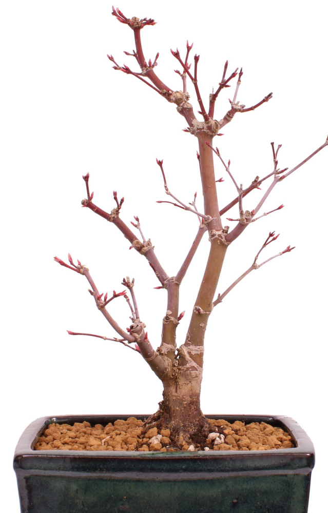 Bonsai - Acer palmatum 'Deshojo', roter Fächerahorn aus Japan 229/23