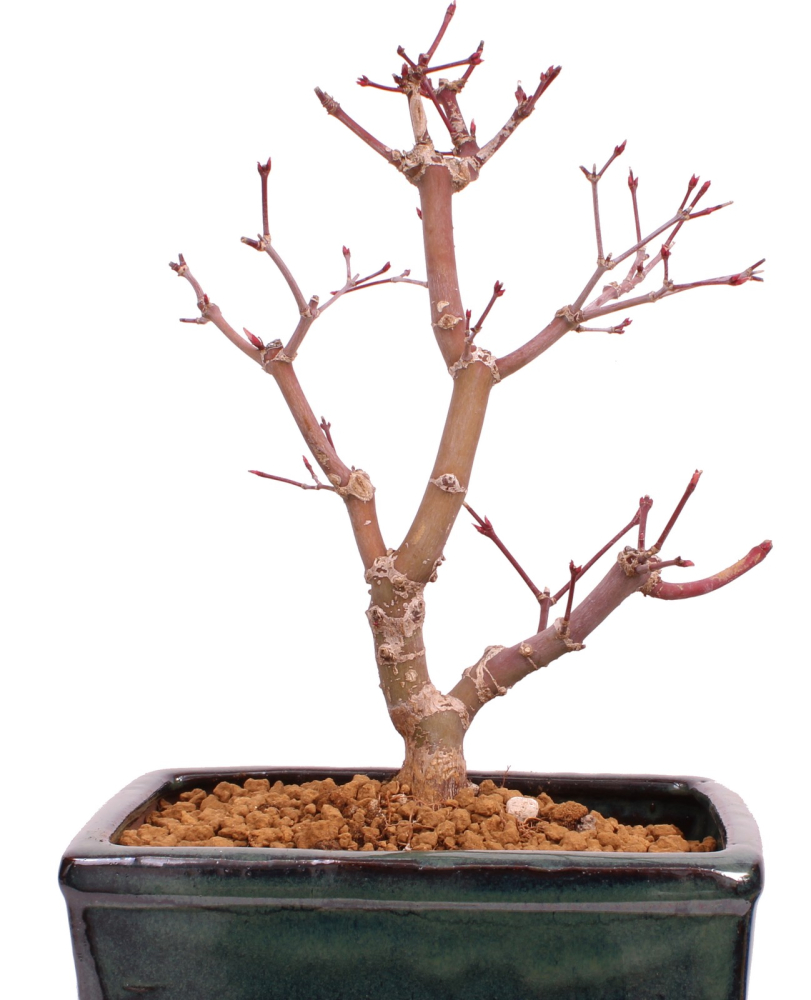 Bonsai - Acer palmatum 'Deshojo', roter Fächerahorn aus Japan 229/24