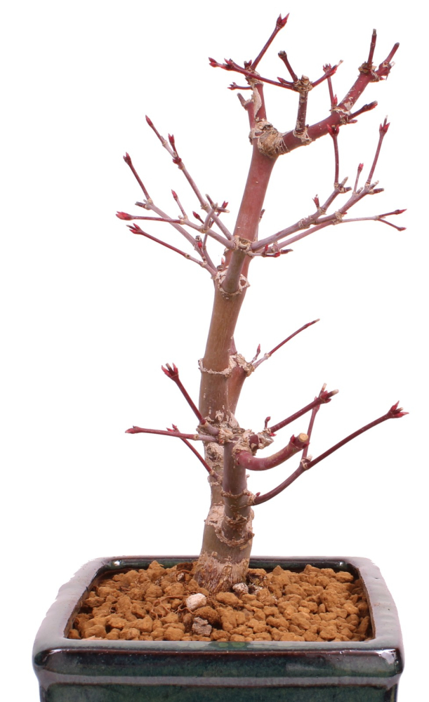 Bonsai - Acer palmatum 'Deshojo', roter Fächerahorn aus Japan 229/24