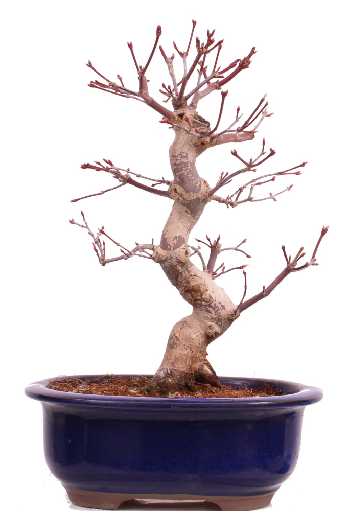Bonsai - Acer palmatum Deshojo - roter Fächerahorn 229/25
