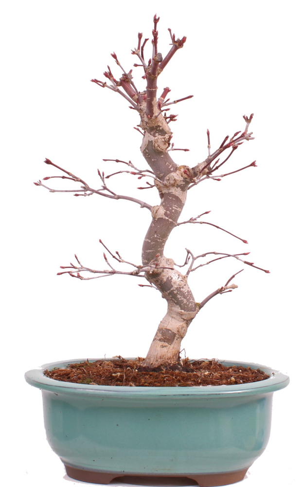 Bonsai - Acer palmatum Deshojo - roter Fächerahorn 229/26
