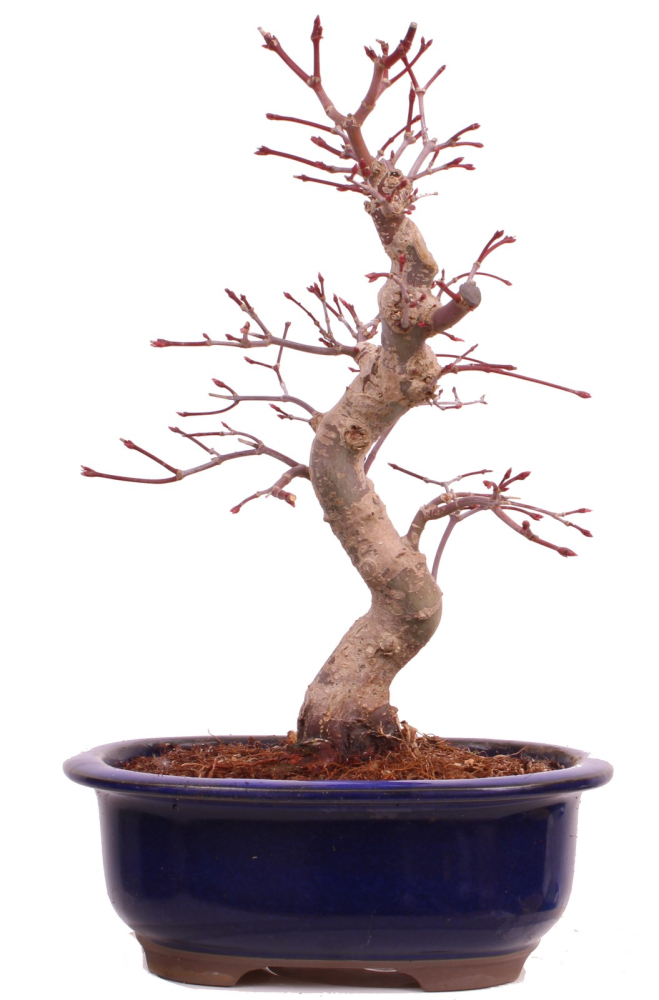 Bonsai - Acer palmatum Deshojo - roter Fächerahorn 229/27