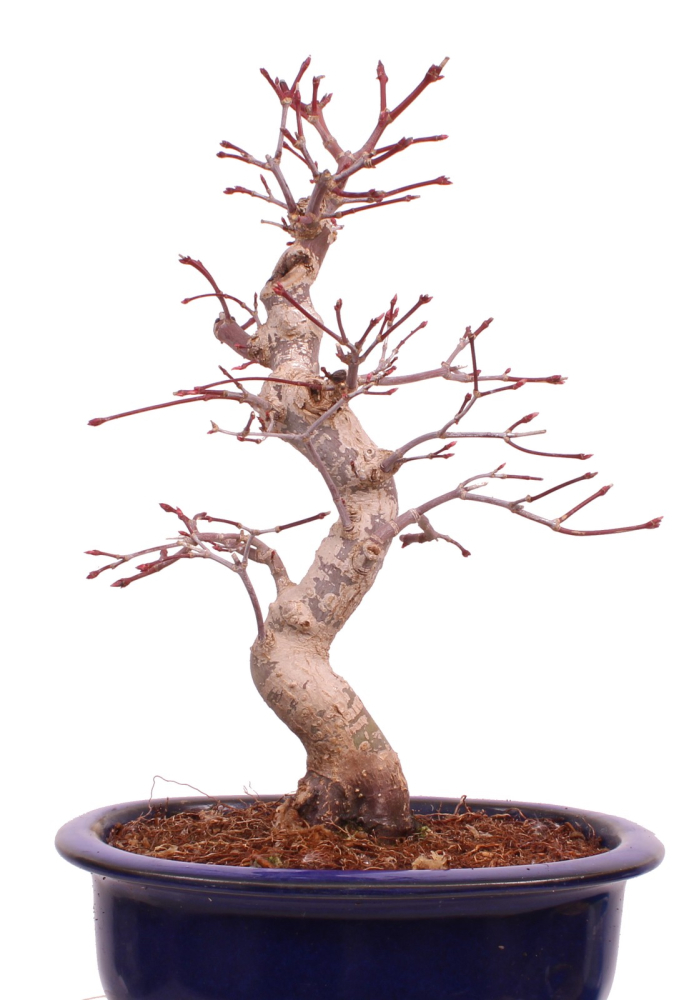 Bonsai - Acer palmatum Deshojo - roter Fächerahorn 229/27