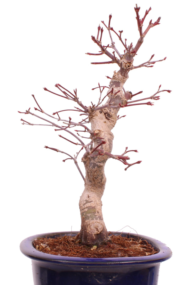 Bonsai - Acer palmatum Deshojo - roter Fächerahorn 229/27