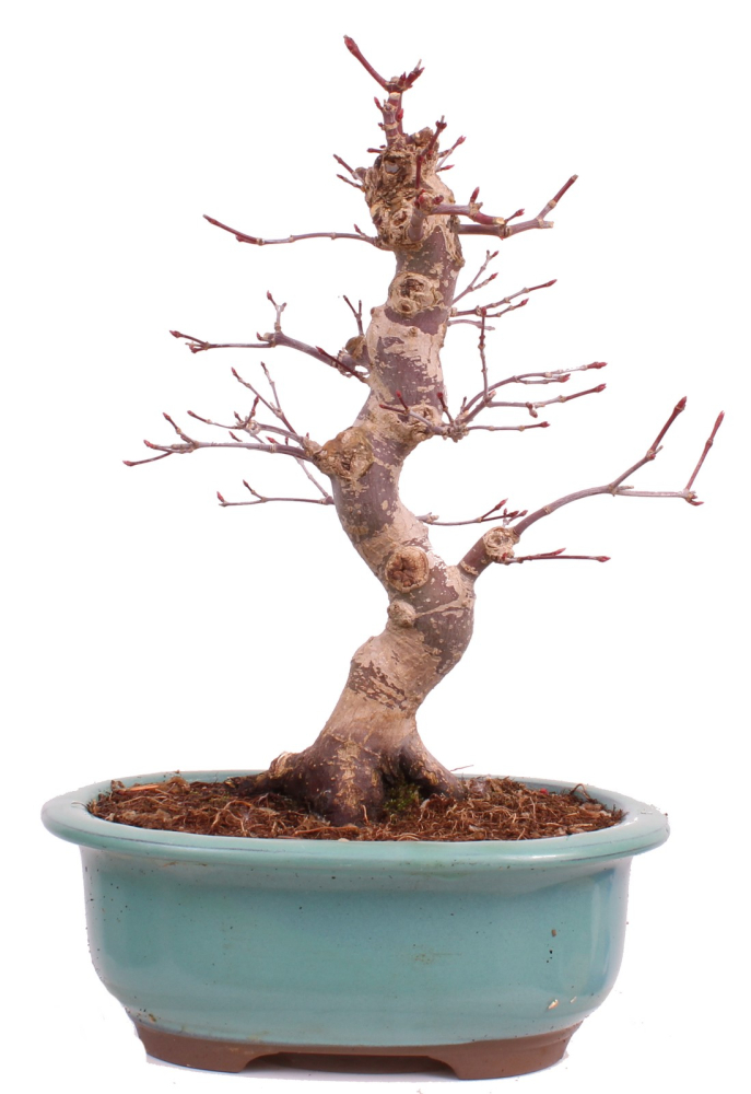 Bonsai - Acer palmatum Deshojo - roter Fächerahorn 229/28