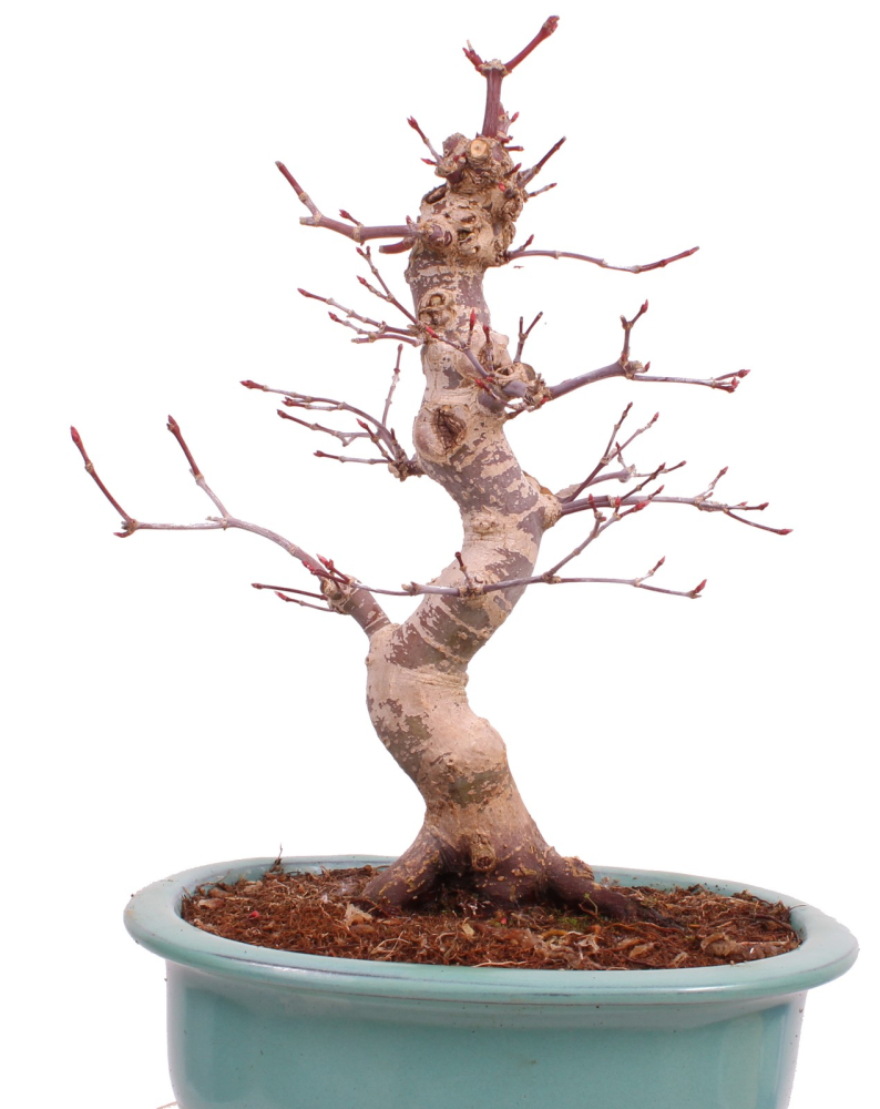 Bonsai - Acer palmatum Deshojo - roter Fächerahorn 229/28
