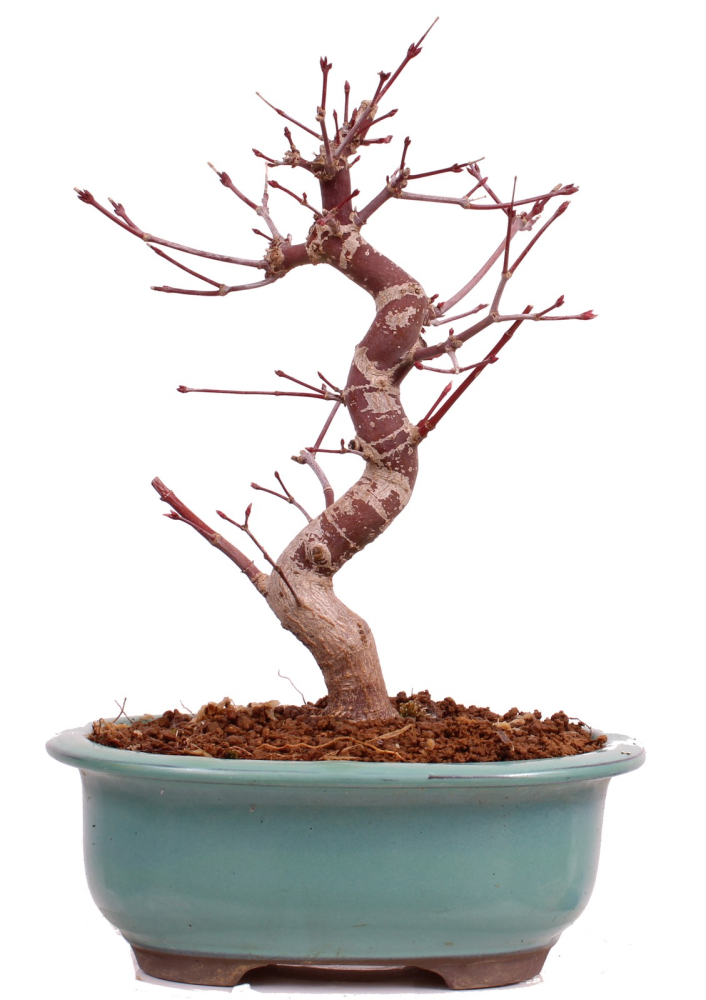Bonsai - Acer palmatum Deshojo - roter Fächerahorn 229/29