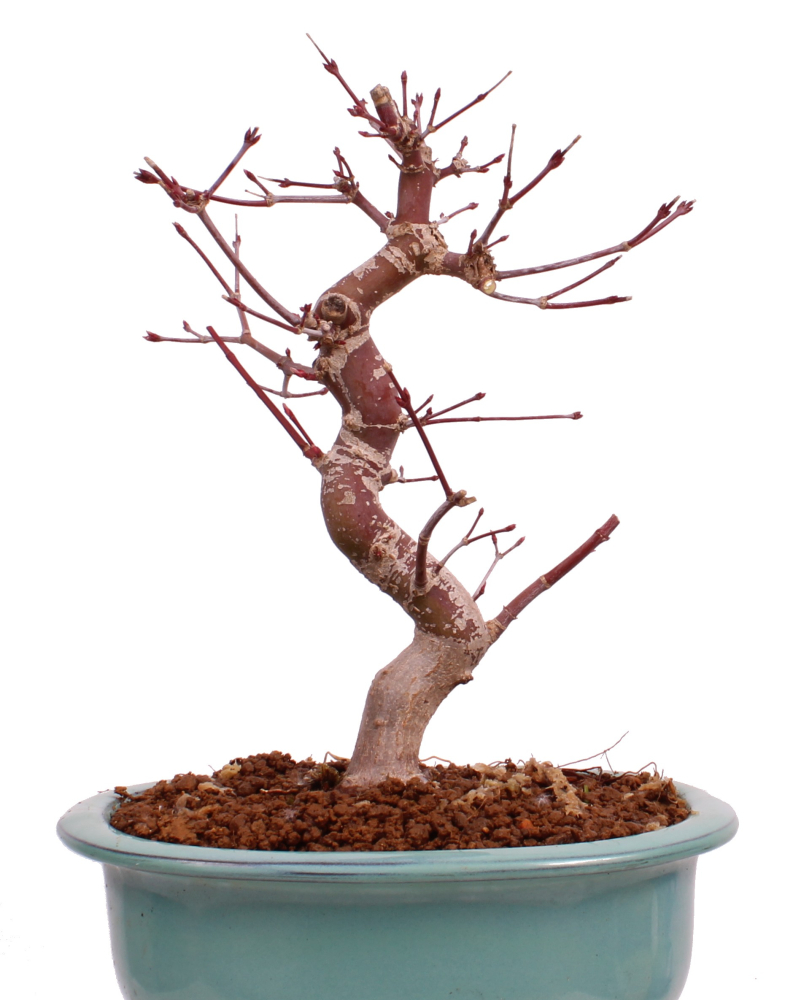 Bonsai - Acer palmatum Deshojo - roter Fächerahorn 229/29