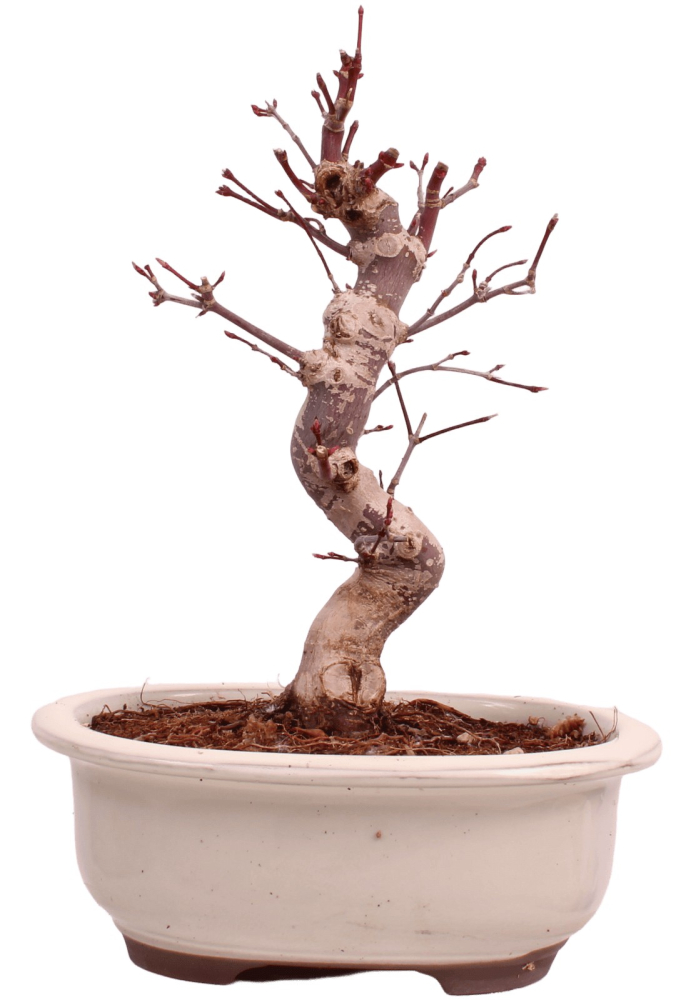 Bonsai - Acer palmatum Deshojo - roter Fächerahorn 229/30