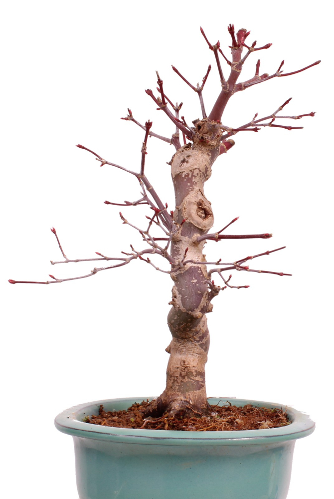 Bonsai - Acer palmatum Deshojo - roter Fächerahorn 229/31