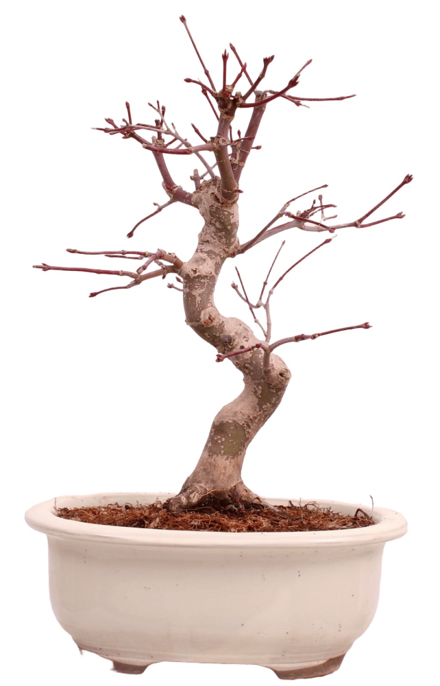 Bonsai - Acer palmatum Deshojo - roter Fächerahorn 229/32