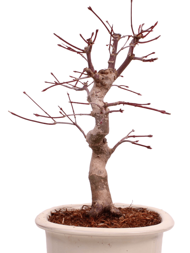 Bonsai - Acer palmatum Deshojo - roter Fächerahorn 229/32